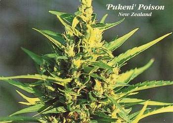 1996 Inline Hemp #4 'Pukeni' Poison - New Zealand Front