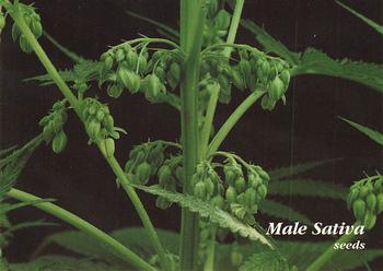 1996 Inline Hemp #5 Male Sativa - seeds Front
