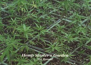 1996 Inline Hemp #8 Hemp Starter's Garden - Not Byrons! Front