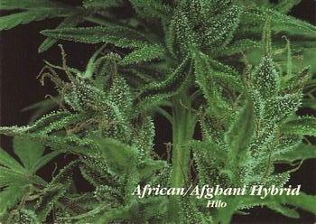 1996 Inline Hemp #9 African/Afghani Hybrid - Hilo Front