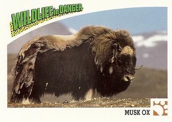 1992 Panini Wildlife In Danger #10 Musk Ox Front
