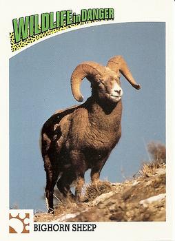 1992 Panini Wildlife In Danger #13 Bighorn Sheep Front