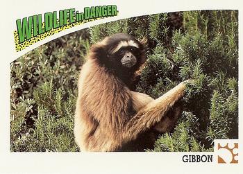 1992 Panini Wildlife In Danger #44 Gibbon Front