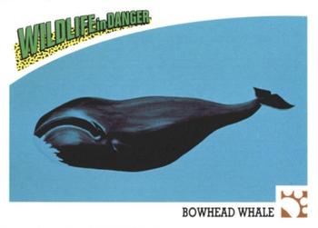 1992 Panini Wildlife In Danger #37 Bowhead Whale Front