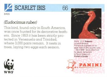 1992 Panini Wildlife In Danger #66 Scarlet Ibis Back