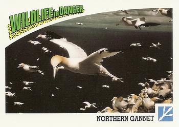 1992 Panini Wildlife In Danger #64 Northern Gannet Front