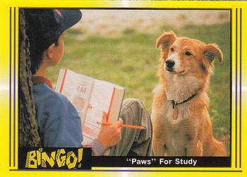 1991 Pacific Bingo #41 Paws For Study Front