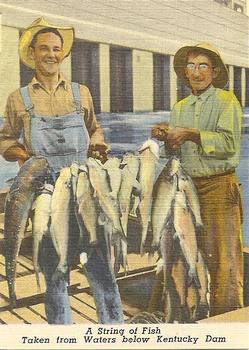 1952 Great Kentucky Dam / Beautiful Kentucky Lake #NNO A String of Fish - Taken from Waters below Kentucky Dam Front