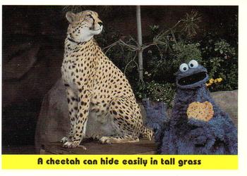 1992 Idolmaker Sesame Street #88 A cheetah can hide easily in tall grass Front