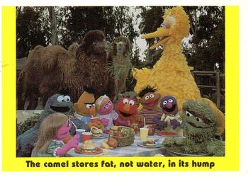 1992 Idolmaker Sesame Street #89 The camel stores fat, not water, in its hump Front