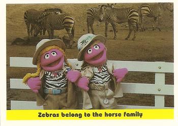 1992 Idolmaker Sesame Street #97 Zebras belong to the horse family Front