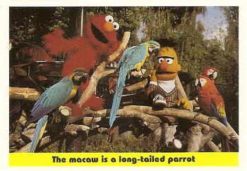 1992 Idolmaker Sesame Street #85 The macaw is a long-tailed parrot Front