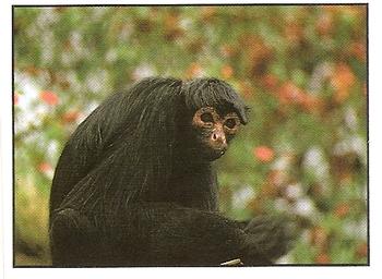 1994 Tougaroo Wild Animals Stickers #168 Spider Monkey Front
