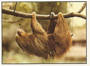 1994 Tougaroo Wild Animals Stickers #169 Sloth Front