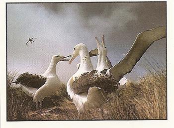 1994 Tougaroo Wild Animals Stickers #16 The Records: The Albatross has the greatest wing-spread: more than three metres. Front