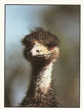 1994 Tougaroo Wild Animals Stickers #192 Emu Front