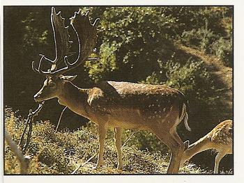 1994 Tougaroo Wild Animals Stickers #29 Sardinian Fallow Deer Front