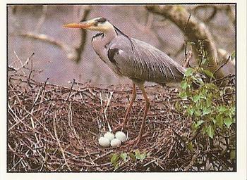 1994 Tougaroo Wild Animals Stickers #33 Grey Heron Front