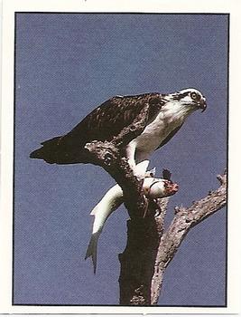 1994 Tougaroo Wild Animals Stickers #38 The Main Families: The Falconidae - Birds (Osprey) Front