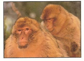 1994 Tougaroo Wild Animals Stickers #40 Barbary Ape Front