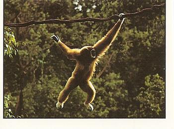 1994 Tougaroo Wild Animals Stickers #56 Gibbon Front