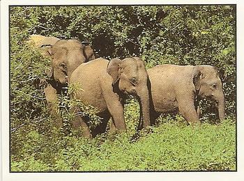 1994 Tougaroo Wild Animals Stickers #42 The Records: The pregnancy of the Asiatic Elephant is the longest: 20 months! Front