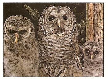 1994 Tougaroo Wild Animals Stickers #7 Barred Owl Front