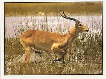 1994 Tougaroo Wild Animals Stickers #90 Water Buck Front