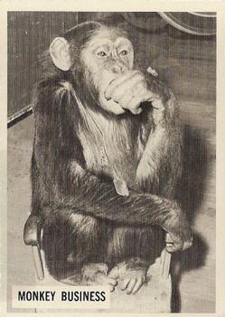 1966-67 Philadelphia Daktari #15 Monkey business Front