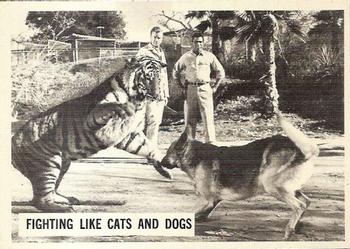 1966-67 Philadelphia Daktari #28 Fighting Like Cats and Dogs Front