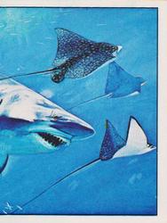 1986 Panini Dinosaurs/Prehistoric Animal Stickers #62 Giant shark Front