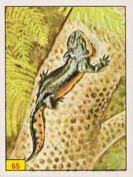 1986 Panini Dinosaurs/Prehistoric Animal Stickers #65 Urocordylus Front