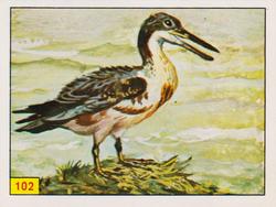 1986 Panini Dinosaurs/Prehistoric Animal Stickers #102 Ichthyornis Front