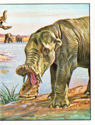 1986 Panini Dinosaurs/Prehistoric Animal Stickers #153 Platybelodon Front
