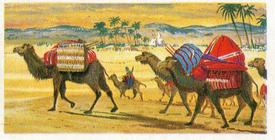 1966 Brooke Bond Transport Through the Ages #2 The Camel Front