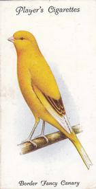 1933 Player's Aviary and Cage Birds #7 Border Fancy Canary Front