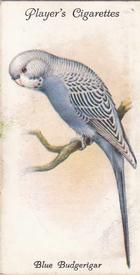 1933 Player's Aviary and Cage Birds #21 Blue Budgerigar Front