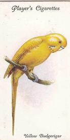 1933 Player's Aviary and Cage Birds #22 Yellow Budgerigar Front