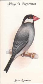 1933 Player's Aviary and Cage Birds #40 Java Sparrow Front