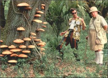 1995 Donruss Ace Ventura: When Nature Calls #41 Peaceful Jungle Front