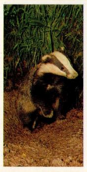 1980 Brooke Bond Woodland Wildlife #2 Badger Front