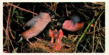 1980 Brooke Bond Woodland Wildlife #13 Bullfinch Front