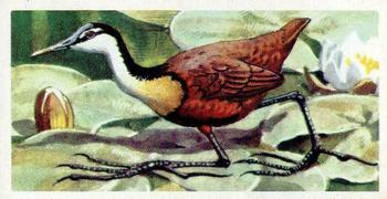 1961 Brooke Bond Tropical Birds #5 African Jacana Front