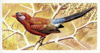 1961 Brooke Bond Tropical Birds #13 Violet-eared Waxbill Front