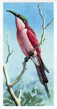 1961 Brooke Bond Tropical Birds #17 Southern Carmine Bee-eater Front