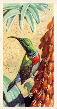 1961 Brooke Bond Tropical Birds #18 Lesser Double-Collared Sunbird Front