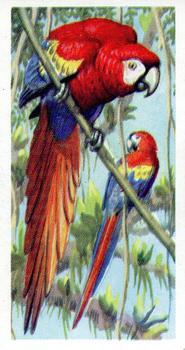 1961 Brooke Bond Tropical Birds #23 Scarlet Macaw Front