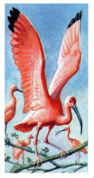 1961 Brooke Bond Tropical Birds #27 Scarlet Ibis Front