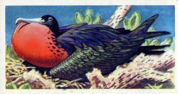 1974 Brooke Bond Tropical Birds #34 Magnificent Frigatebird Front