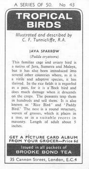 1974 Brooke Bond Tropical Birds #43 Java Sparrow Back